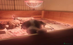 Whippet dogs for sale: Whippet pups  - Image 16