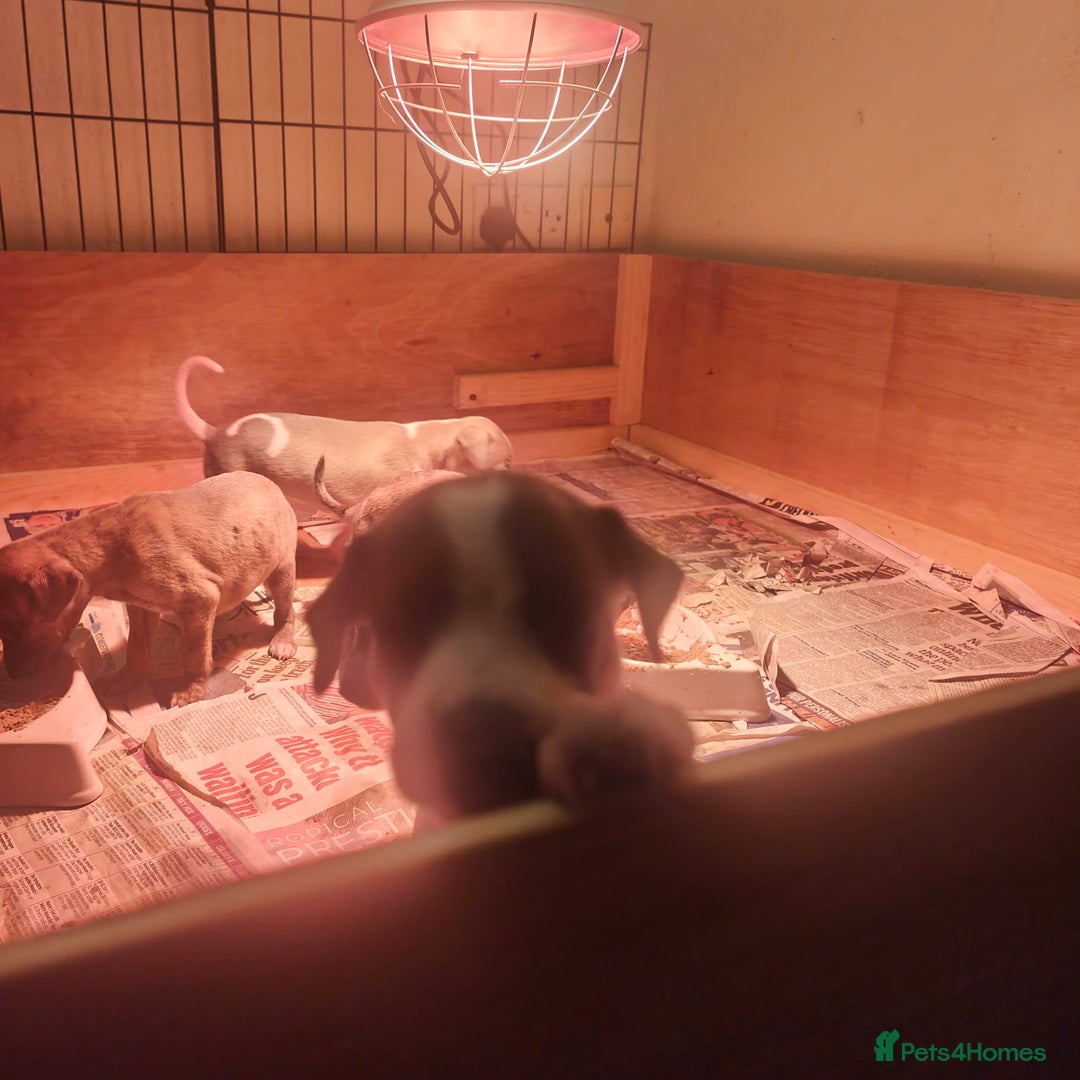 Whippet dogs for sale: Whippet pups  - Image 16