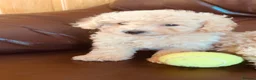 Poochon dogs for sale: Outstanding Poochon puppies  - Advert 10