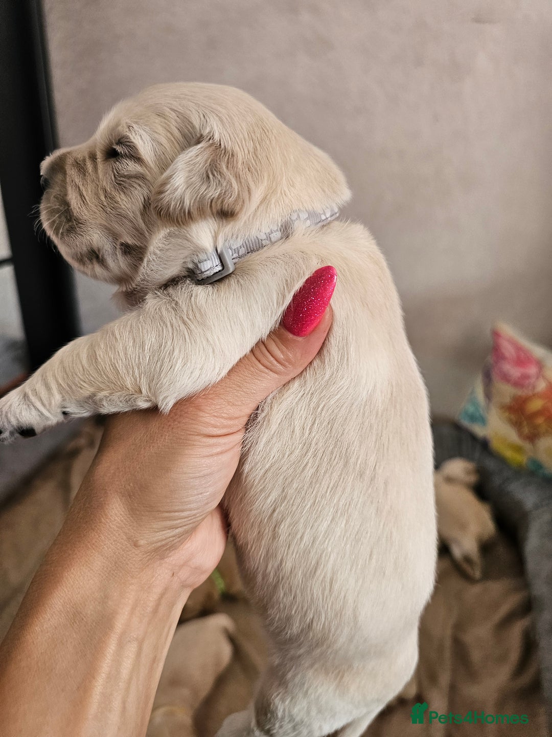 Golden Retriever dogs for sale: Lovely Golden Retriever puppies ❤️  - Image 14