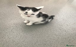 Mixed Breed cats for sale: Female kittens  - Image 6