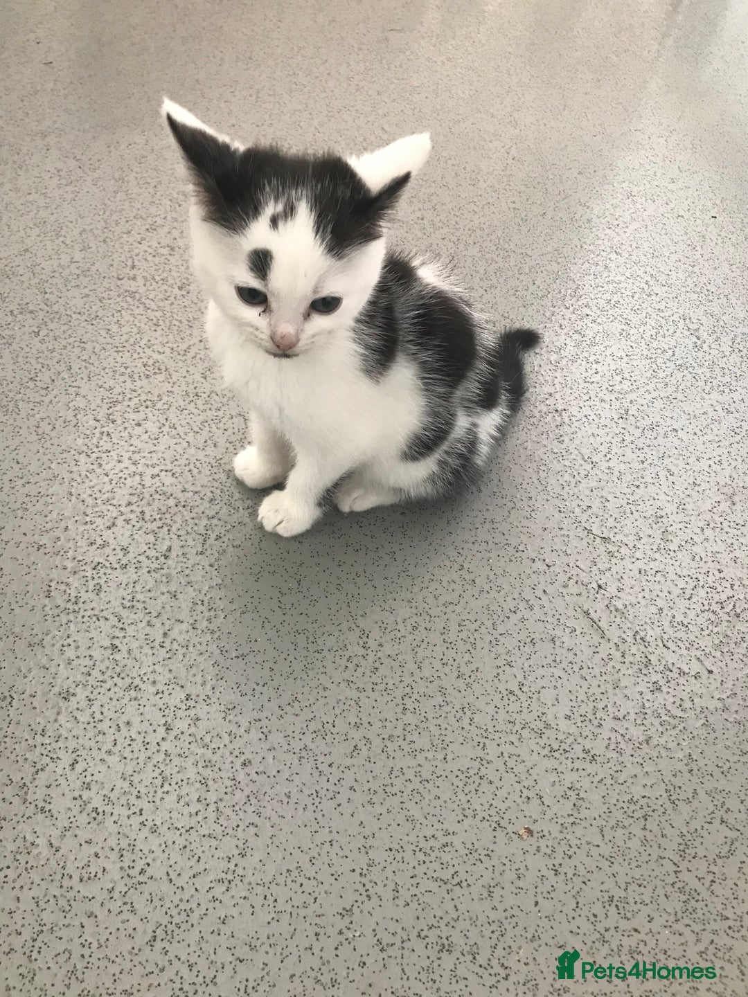 Mixed Breed cats for sale: Female kittens  - Image 6