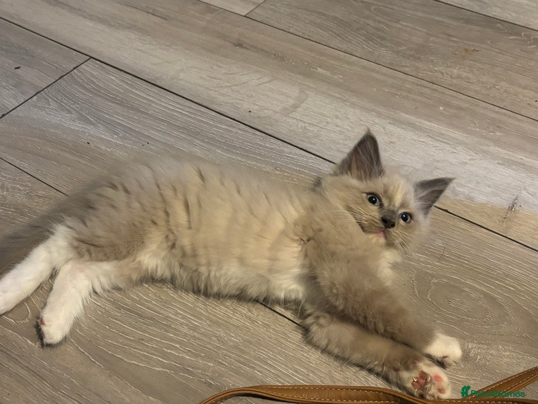 Ragdoll cats for sale: Mink Ragdoll kittens  - Image 11