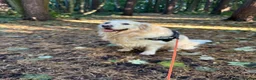 Golden Retriever dogs for stud: Arlo - Golden retriever available for stud - Advert 6