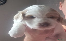 Cockapoo dogs for sale: Beautiful cockapoo boy  in Rotherham - Image 8