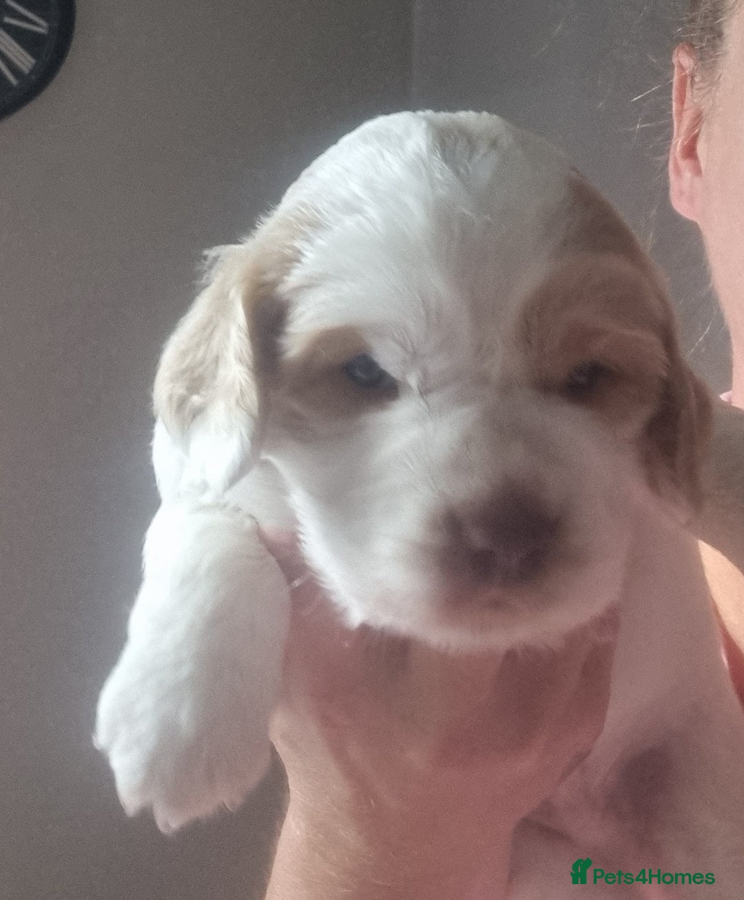 Cockapoo dogs for sale: Beautiful cockapoo boy  in Rotherham - Image 8