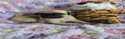 Pug dogs for sale:  2 PUG PUPPIES remain! K. C. registered - Advert 24