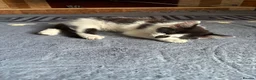 Turkish Angora cats for sale: Smudge ready to find a loving home  - Advert 2