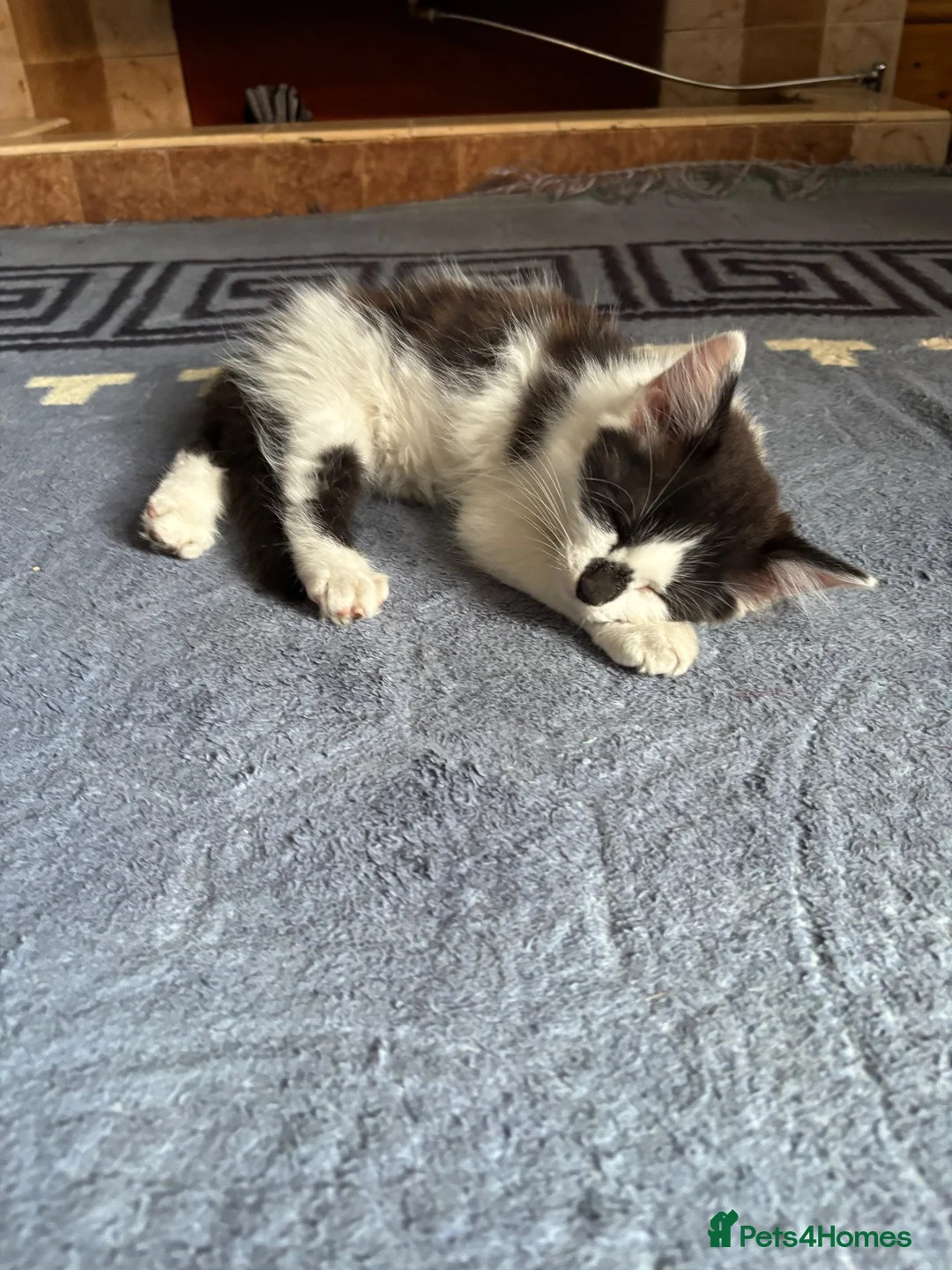 Turkish Angora cats for sale: Smudge ready to find a loving home  - Advert 2