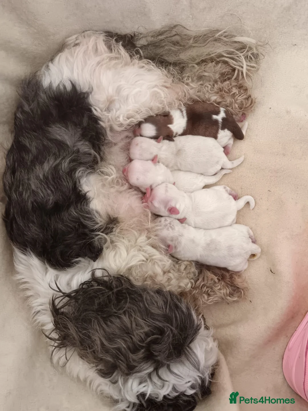 Shih Tzu dogs for stud: KC Karashishi Imperial Chocolate/Lavender Stud in Derby - Advert 22