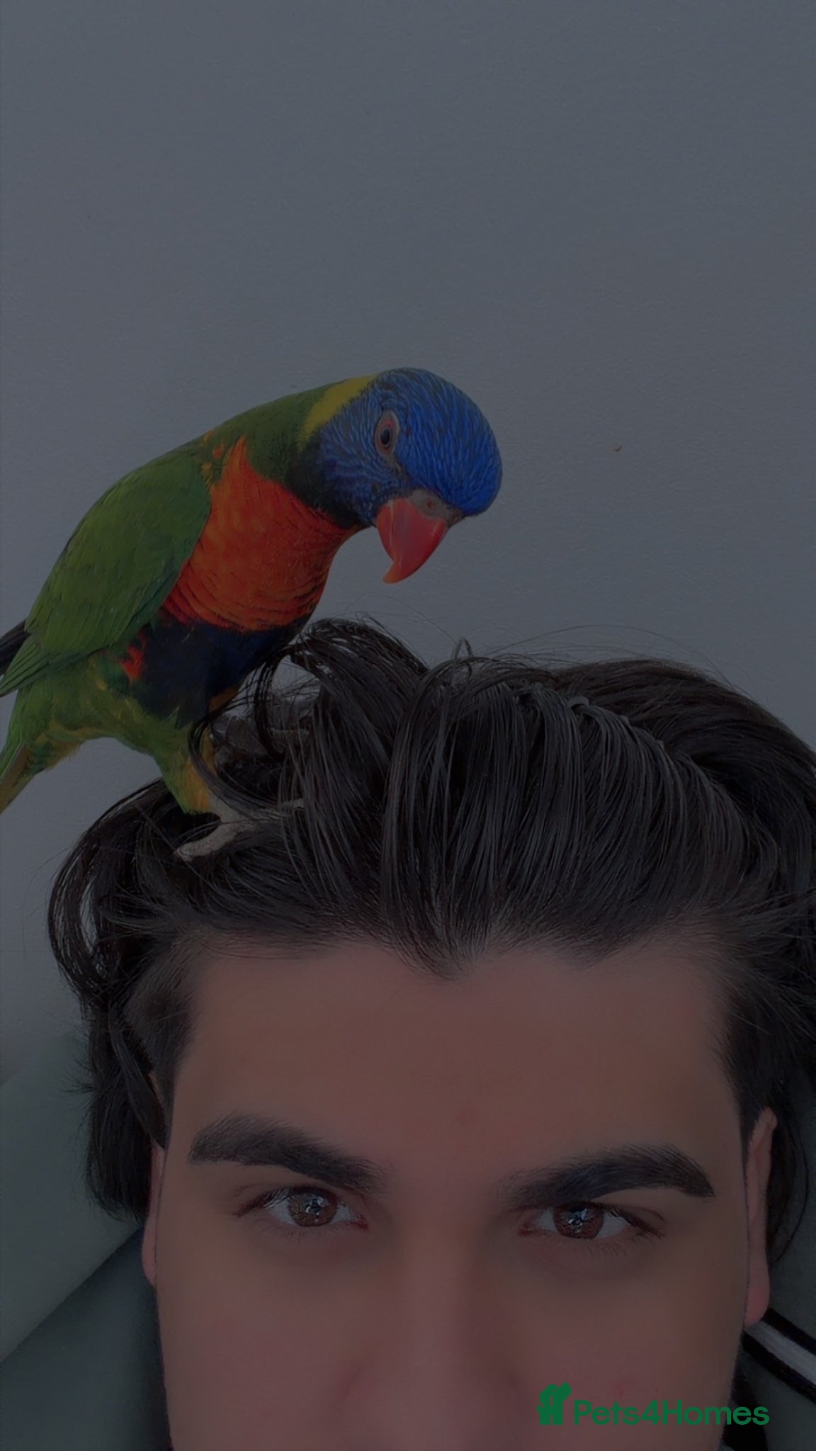 Mixed Breed birds Rainbow lorikeet  - Advert 18