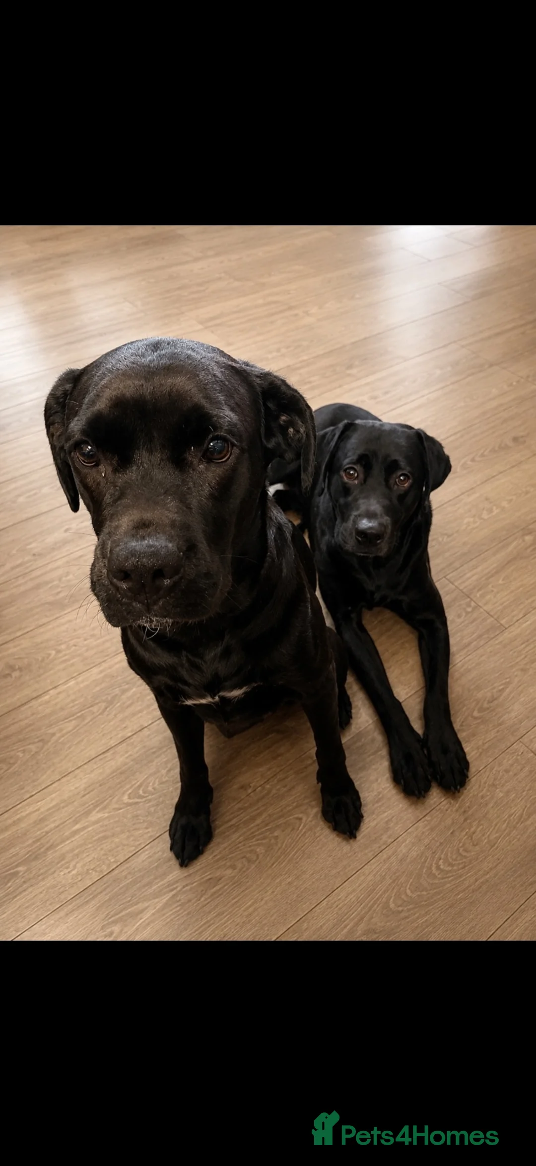 Labrador Retriever dogs for sale: Labrador Retrievers Ready Now  - Advert 2