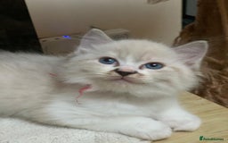 Ragdoll cats for sale: Ragdoll kittens  - Image 8