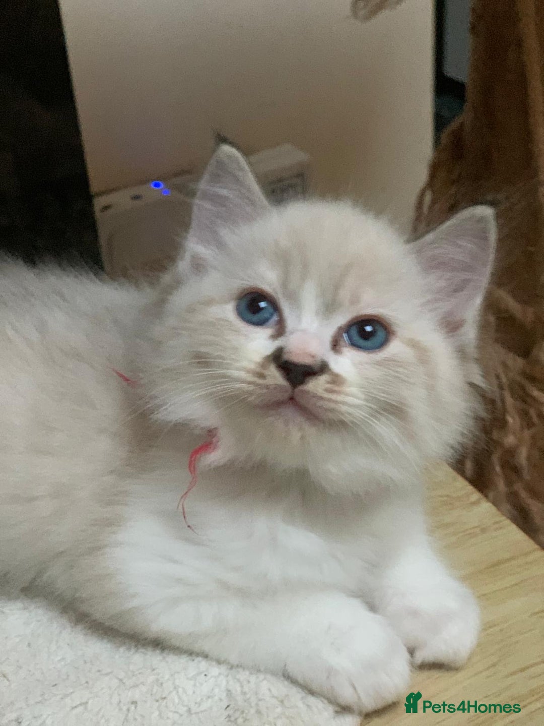 Ragdoll cats for sale: Ragdoll kittens  - Image 8
