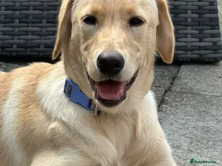 Labrador Retriever dogs Labrador - Advert 1