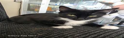 Mixed Breed cats for sale: Mixed bread - Advert 5