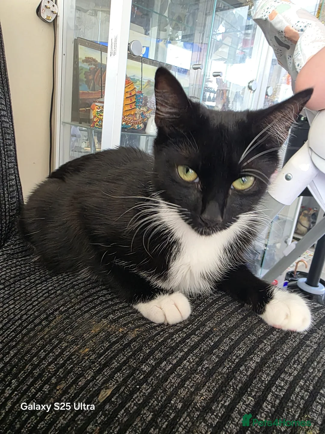 Mixed Breed cats for sale: Mixed bread - Advert 5