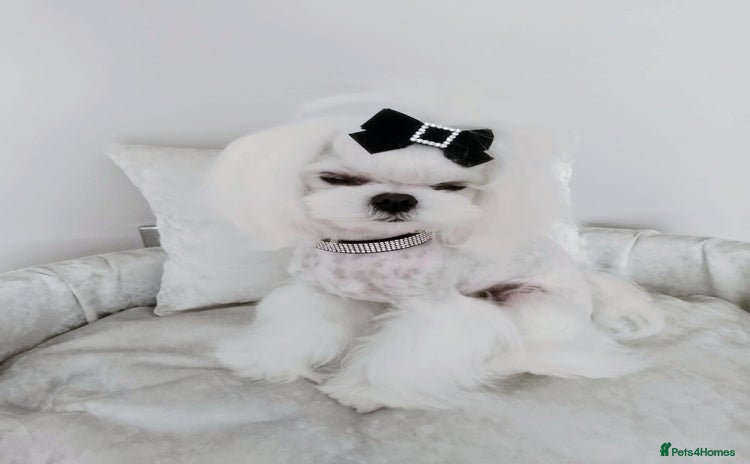 Maltese dogs - Advert 1