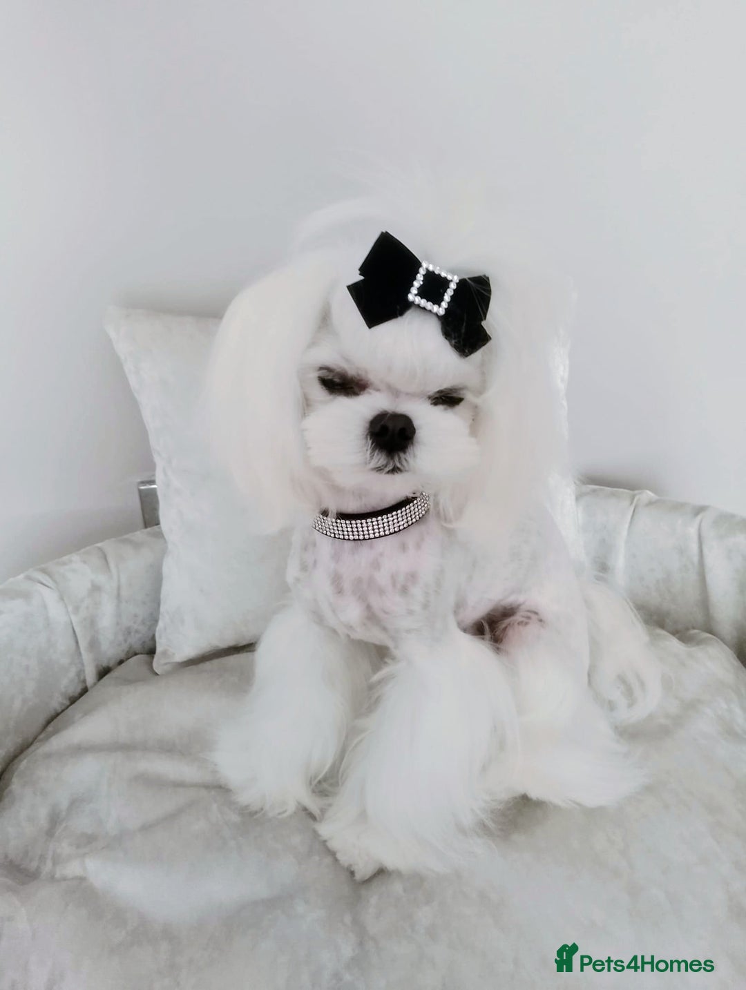 Maltese dogs for stud: 🖤Tiny Korean doll face Maltese boy 🖤 - Image 2