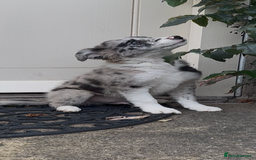 Border Collie dogs for sale: The Best Available  - Image 3