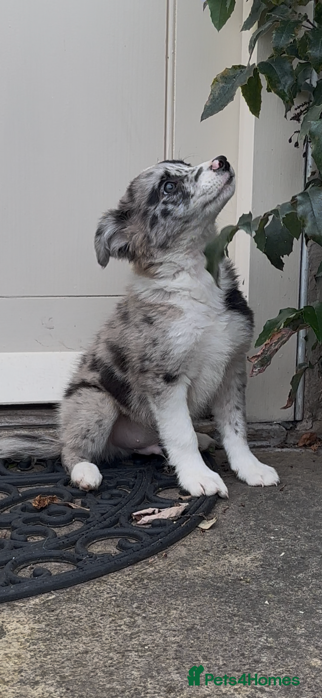 Border Collie dogs for sale: The Best Available  - Image 3