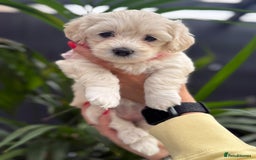 Maltipoo dogs for sale: ❤️Maltipoo beutifull puppies healthy checked❤️😍🥰 - Image 25
