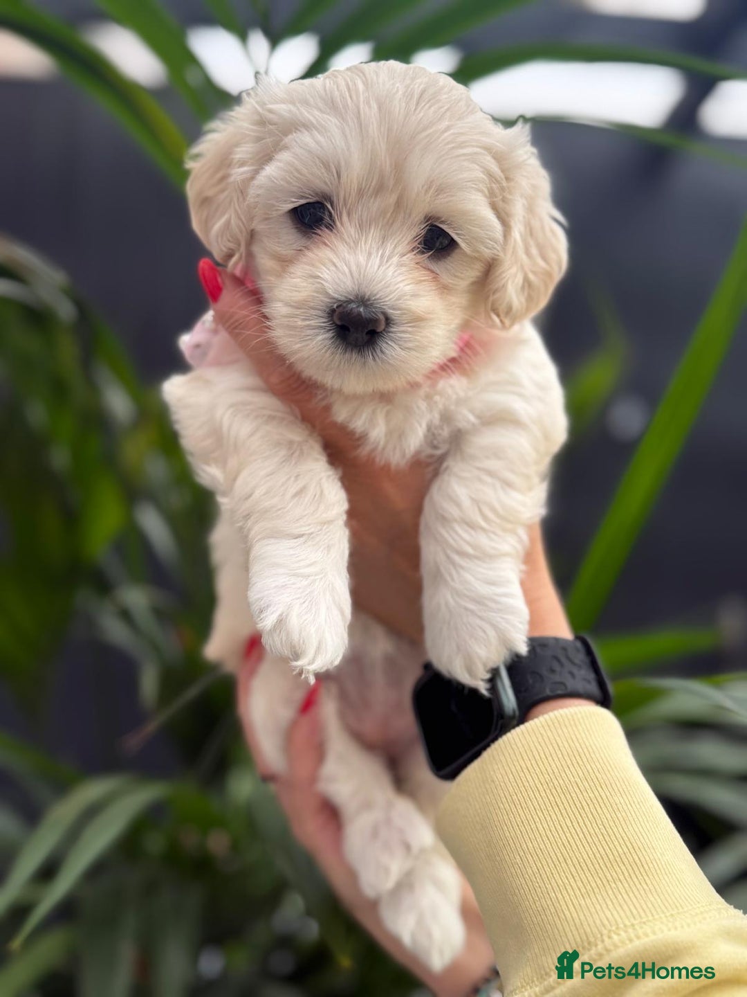 Maltipoo dogs for sale: ❤️Maltipoo beutifull puppies healthy checked❤️😍🥰 - Image 25