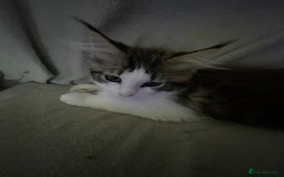 Maine Coon cats for sale: Pedigree Maine coon kittens - Image 1