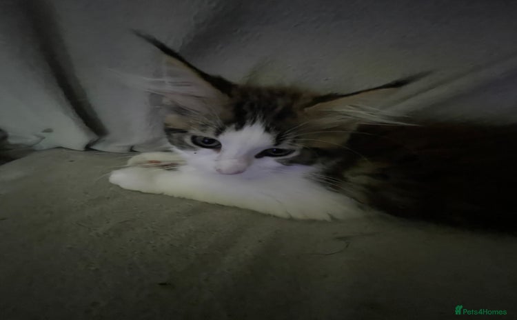 Maine Coon cats - Advert 3