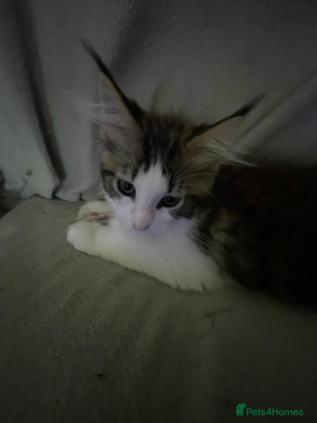 Maine Coon cats for sale: Pedigree Maine coon kittens - Image 1