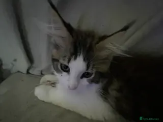 Maine Coon cats Pedigree Maine coon kittens - Advert 1