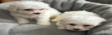 Bichon Frise Puppy 4