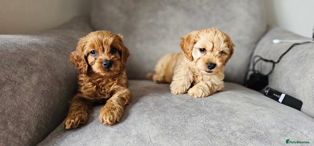 Cavapoo dogs for sale: Delightful Cavapoo puppies - Image 6