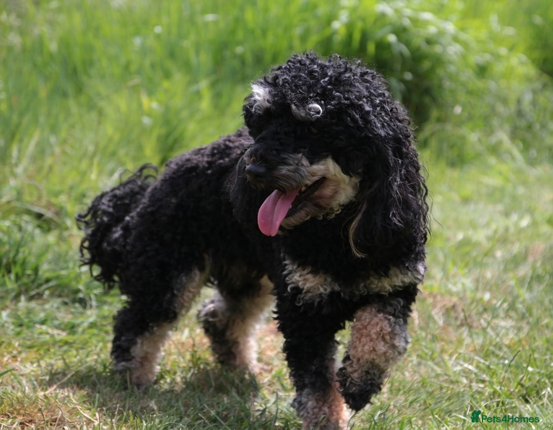 Miniature Poodle dogs for stud: Black phantom minature poodle (stud)  - Advert 4
