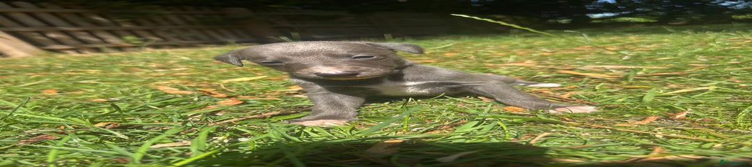Whippet Puppy 4