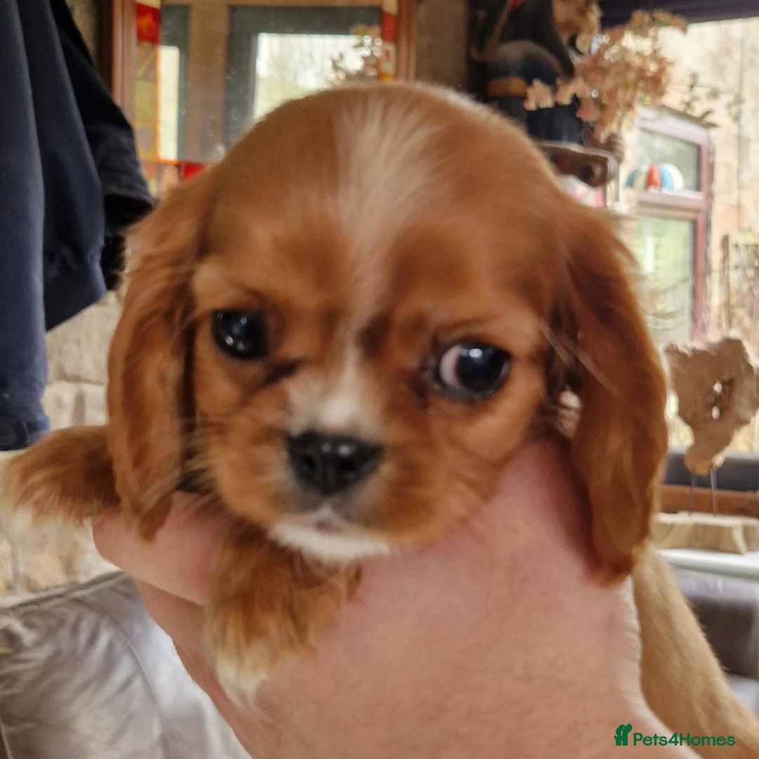 Cavalier King Charles Spaniel dogs for sale: Beautiful CKCS babies  - Advert 6