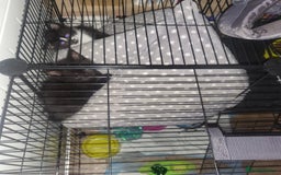 Domestic Shorthair cats for sale: Kittens - Image 5