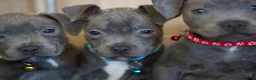 Staffordshire Bull Terrier dogs for sale: Staffordshire bull terrier puppies 🥰 - Advert 9