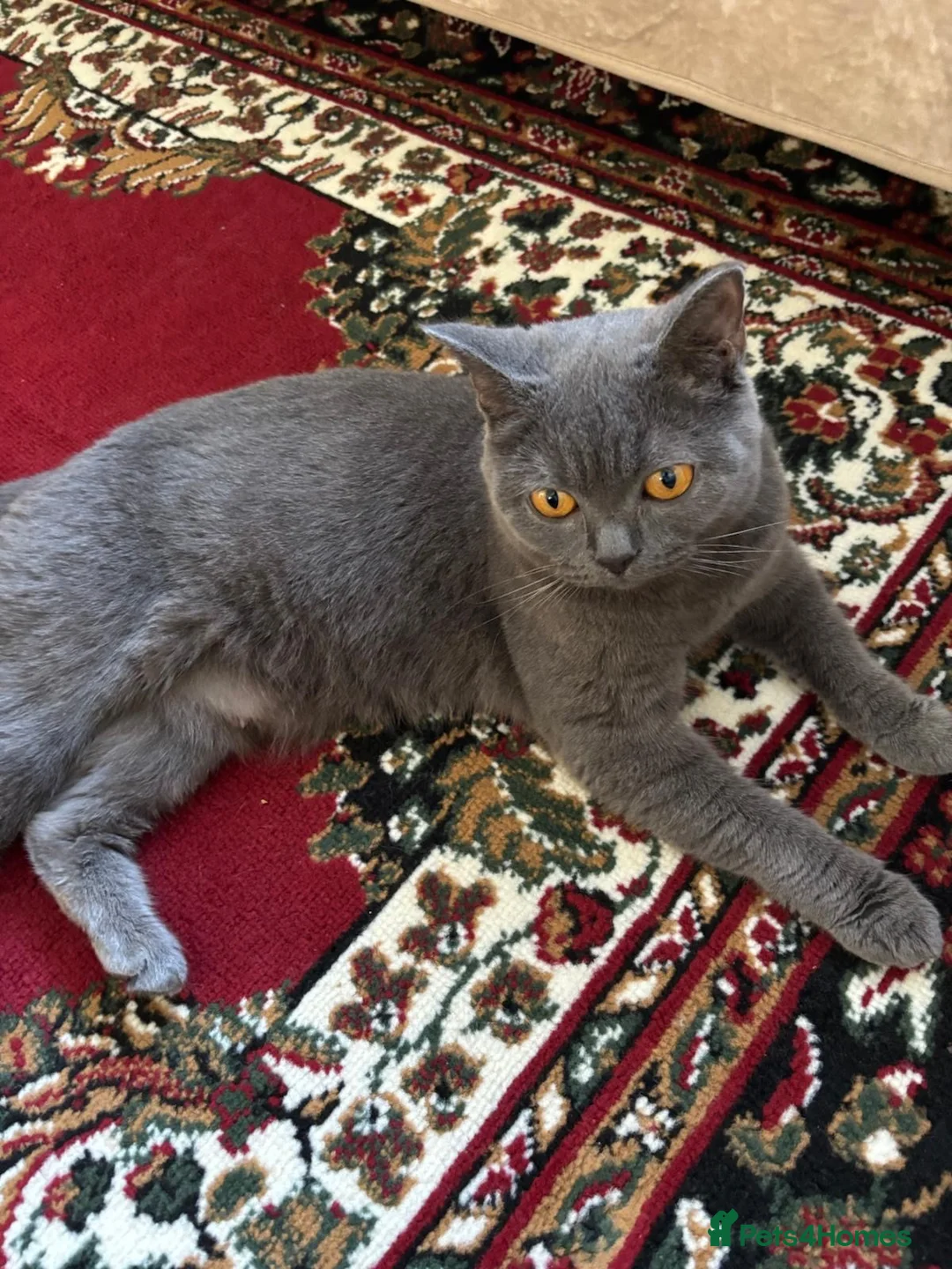 British Shorthair cats for sale: Blue British Shorthair Kittens in Manchester - Advert 4