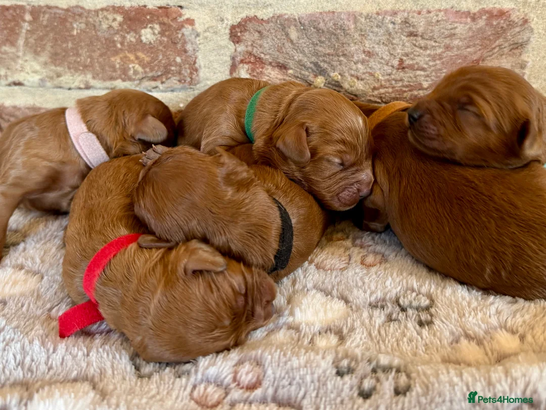 Cavapoo dogs for sale: F1 cavapoos  - Advert 7