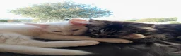 Mixed Breed cats for sale: 4 attractive Turkish Angora/Maine Coon kittens in Newquay - Advert 22