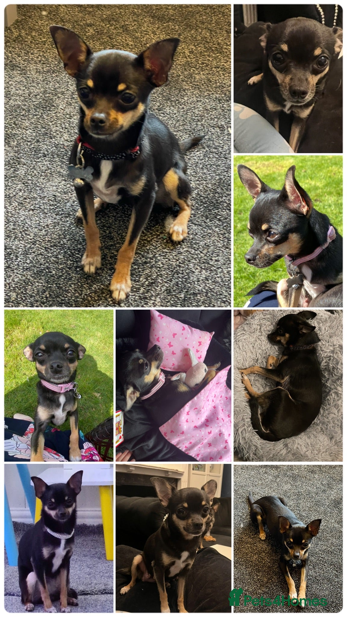 Chihuahua dogs Lola Needs a LOVING HOME ❤️ - Advert 2