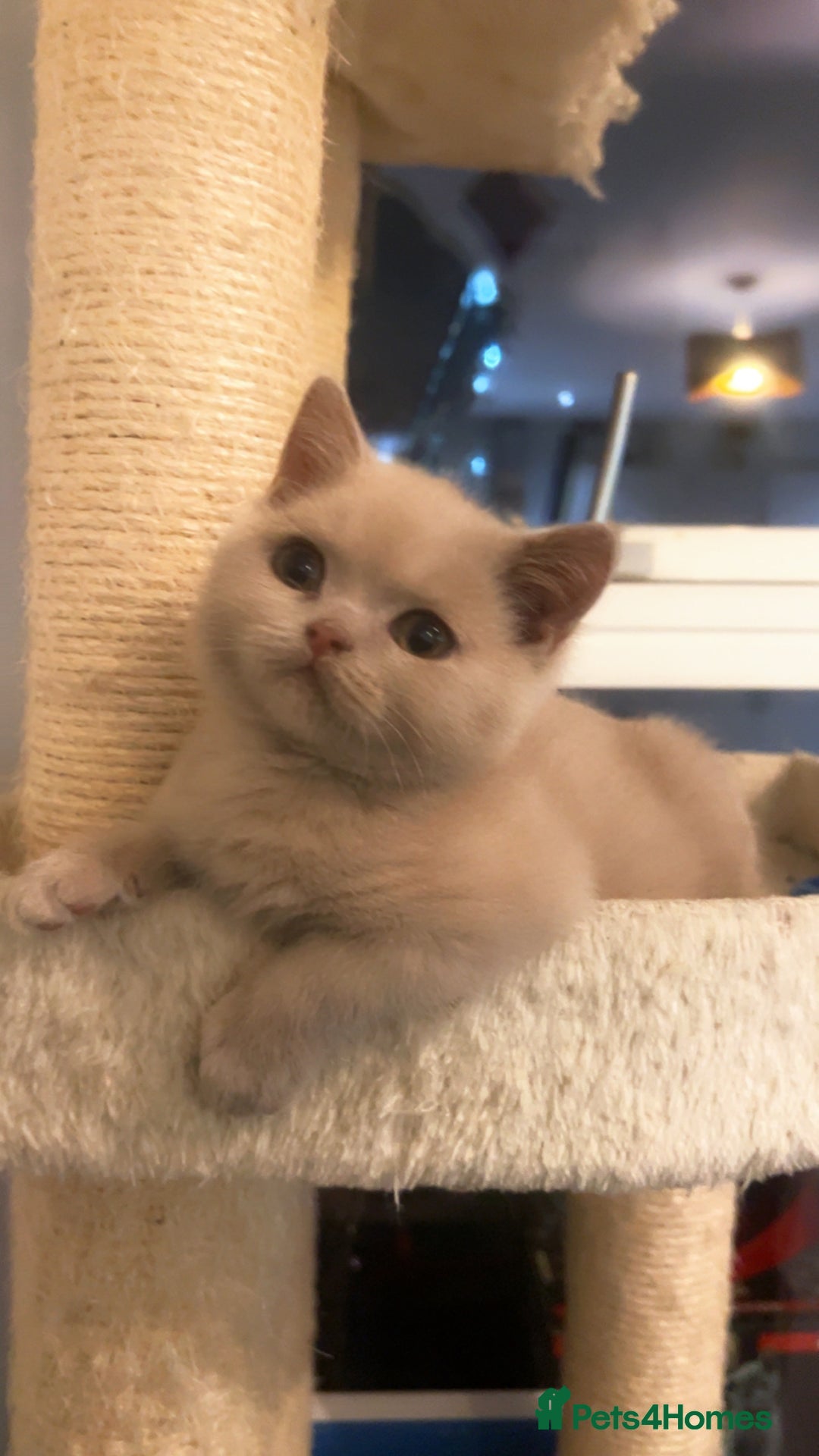British Shorthair cats RARE Fawn British Shorthair Kitten £900 - Advert 4