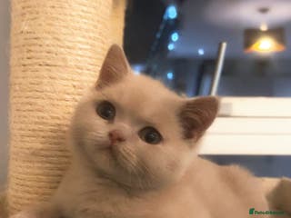 British Shorthair cats RARE Fawn British Shorthair Kitten £900 - Advert 4