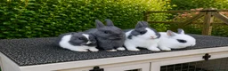 Netherland Dwarf rabbits for sale: ❤️ Beautiful Pure Netherland Dwarf Baby Bunnies ❤️ - Advert 1