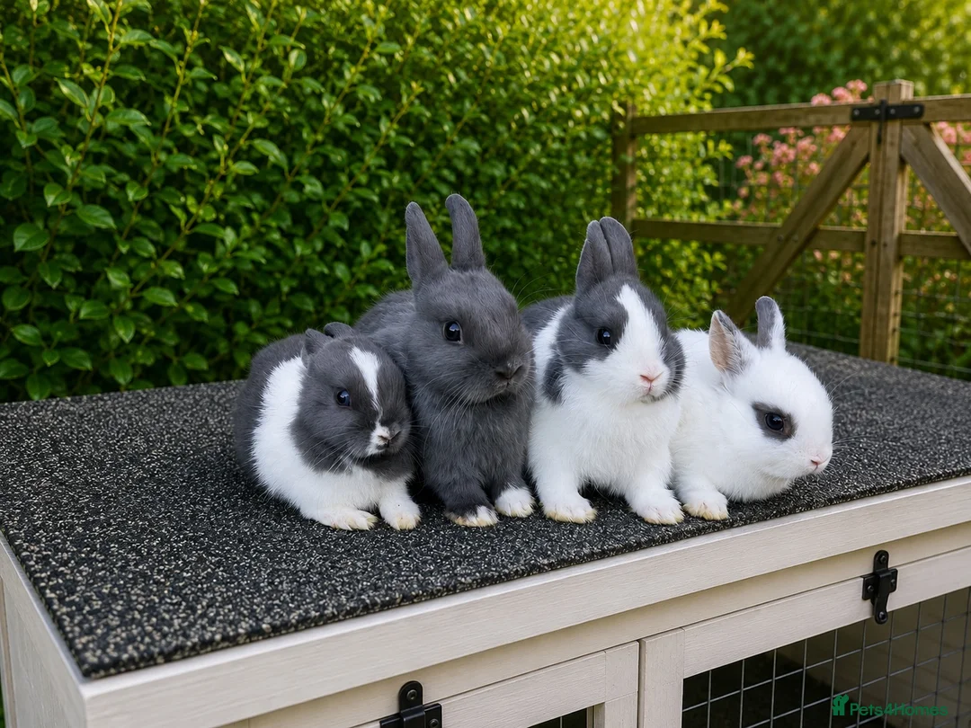 Netherland Dwarf rabbits for sale: ❤️ Beautiful Pure Netherland Dwarf Baby Bunnies ❤️ - Advert 1