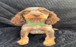 Cocker Spaniel dogs for sale: Beautiful Female Cocker Spaniel Puppies  - Image 7