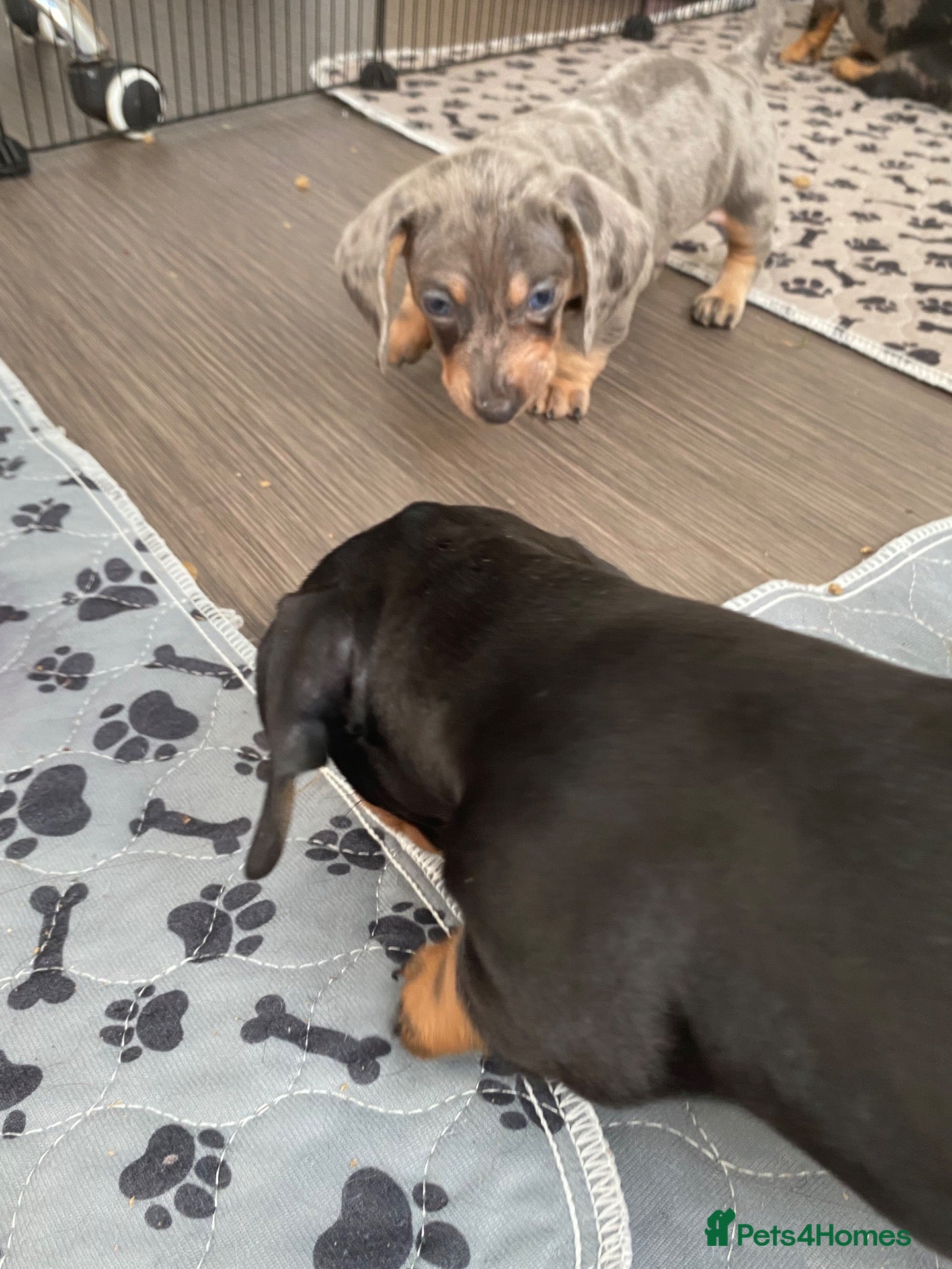 Dachshund dogs Tri silver dapple dachshunds ❤️ - Advert 21