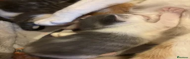 Mixed Breed 4