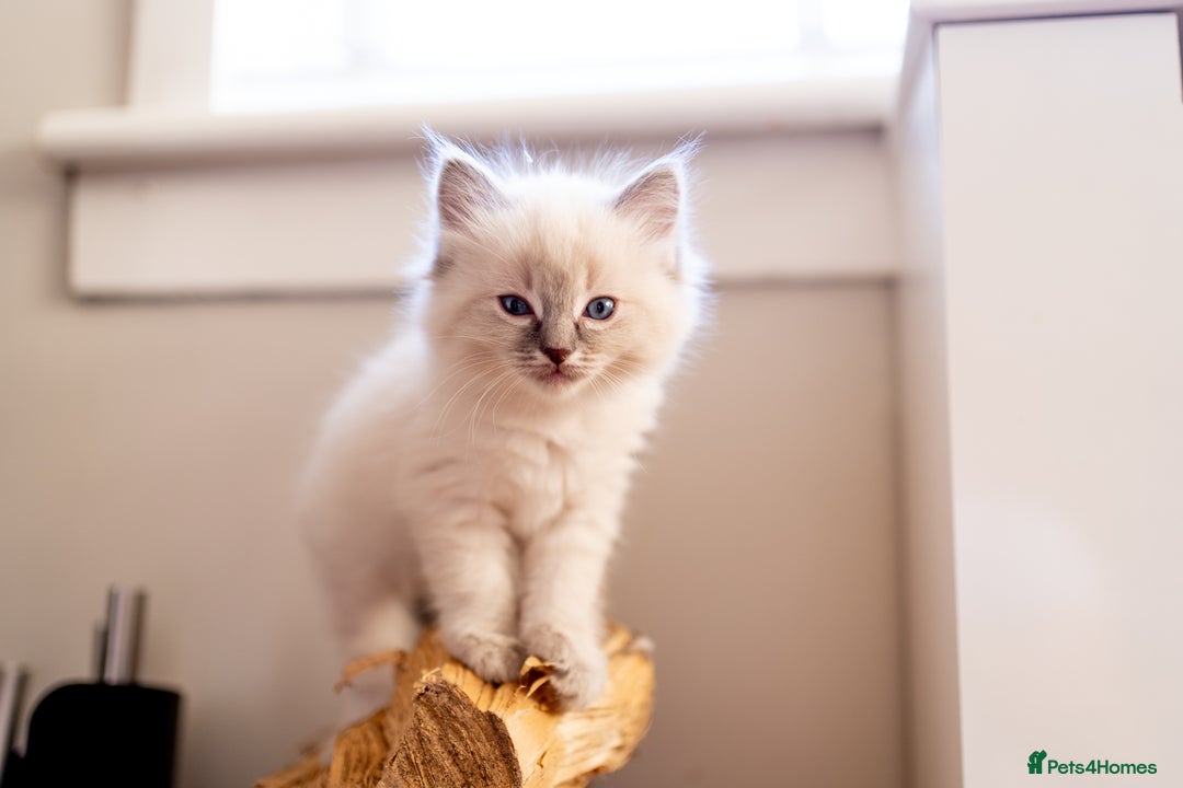 Ragdoll cats for sale: Pure Ragdol kittens ready for a new homes  - Advert 5